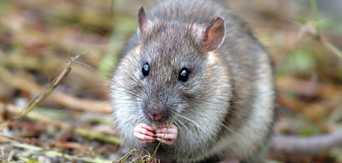 Brown rat (image: Paula O’Sullivan)